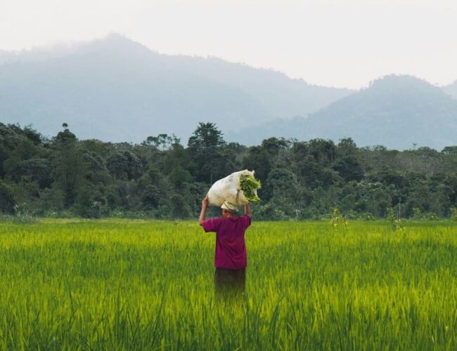 Alianza entre Ficohsa y USAID para impulsar a campesinos hondureños en Consorcio Agrocomercial